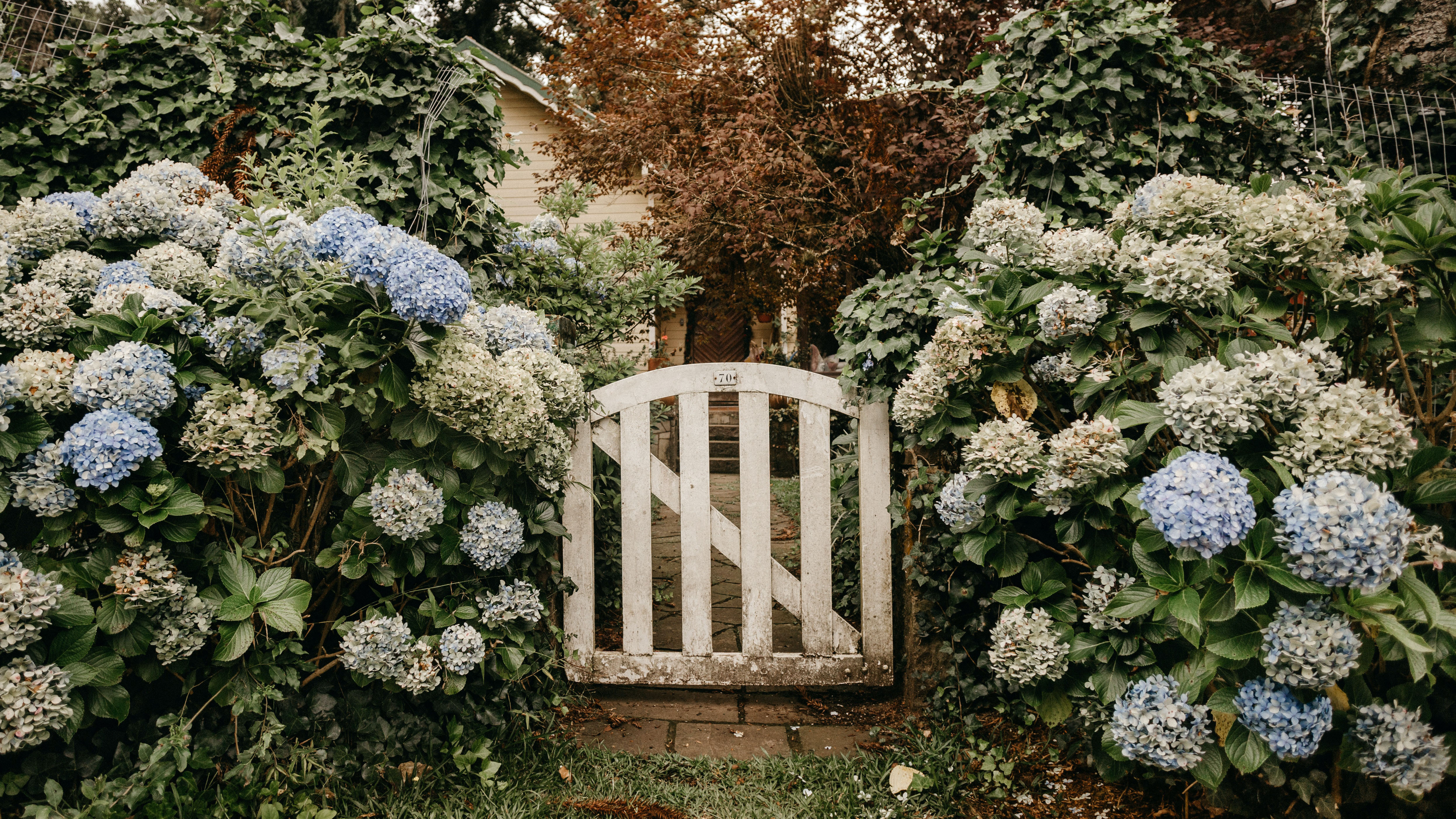 Cover image of a white wooden gate nestled in some large shrubs with white flowers